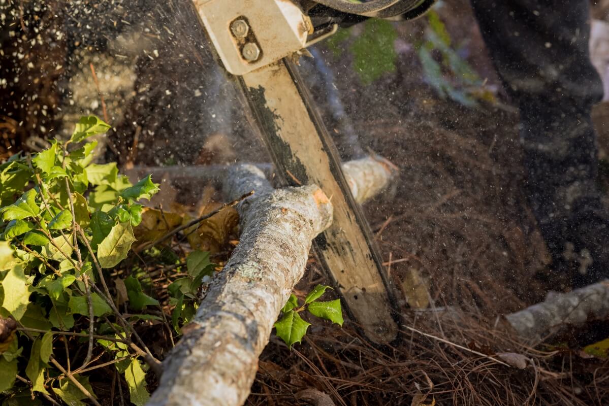 Piła łańcuchowa tnąca drzewo ukazuje konflikt między prawem o ochronie przyrody a wycinką drzew.